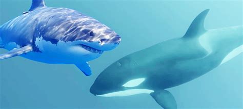 Касатка против белой акулы