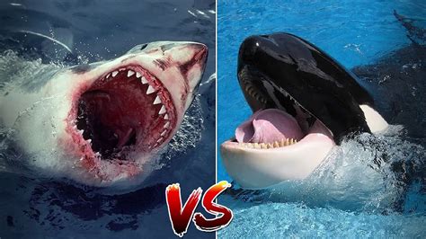 Касатка против белой акулы