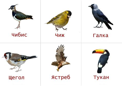Птицы по алфавиту от а до я с картинками