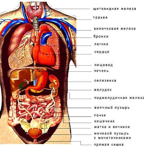 Анатомия человека внутренние органы расположение