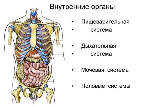 Анатомия человека внутренние органы расположение