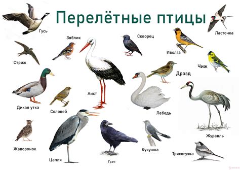 Все птицы