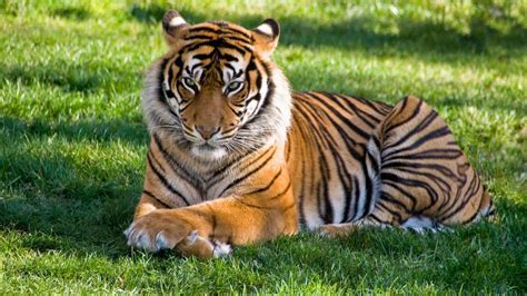 Год тигра характеристика
