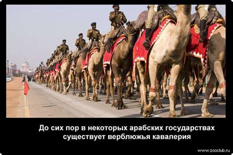 До наших дней в некоторых арабских странах существует верблюжья кавалерия кавалерист