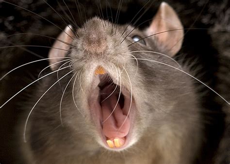 Звуки крыс