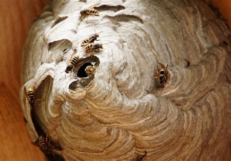 Из чего осы делают гнезда