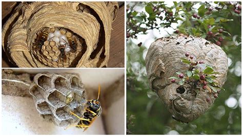 Из чего осы делают гнезда