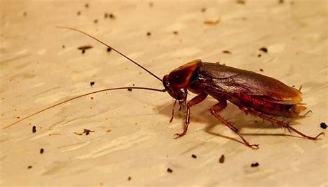 Как бороться с тараканами в квартире в домашних условиях