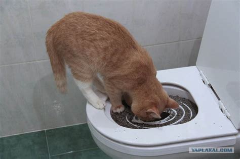Как заставить котенка сходить в туалет по большому