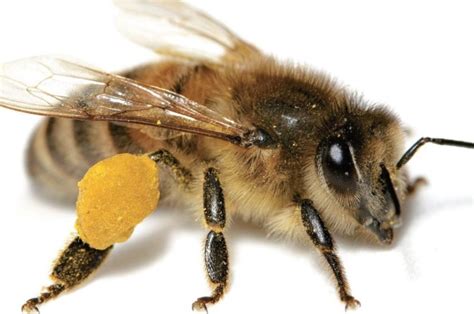 Как отравить пчел
