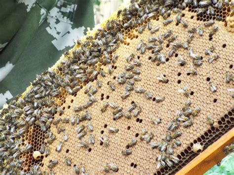Как отравить пчел
