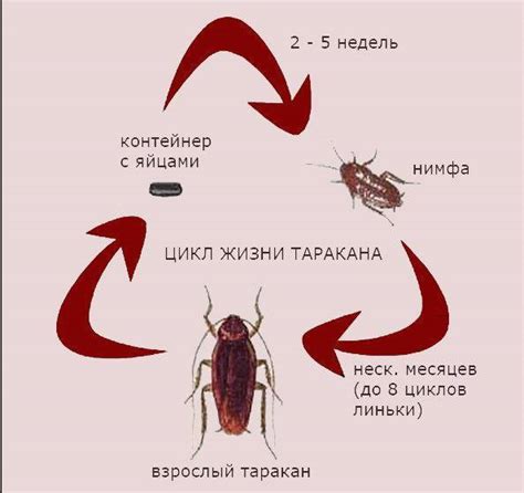Как рождаются тараканы