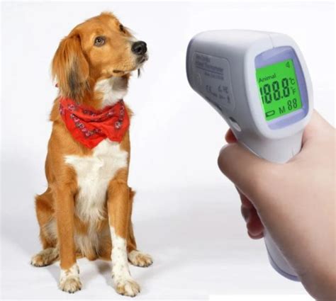 Как сбить температуру у собаки