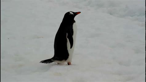 Как ходят пингвины
