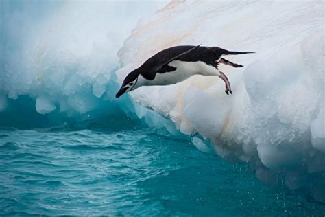 Как ходят пингвины