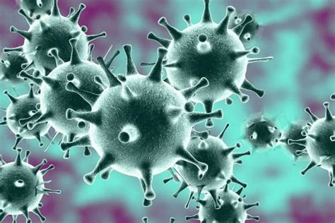 Кентавр коронавирус симптомы и лечение в домашних условиях
