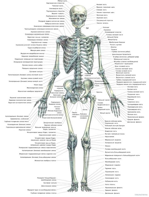 Количество костей у человека