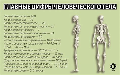 Количество костей у человека