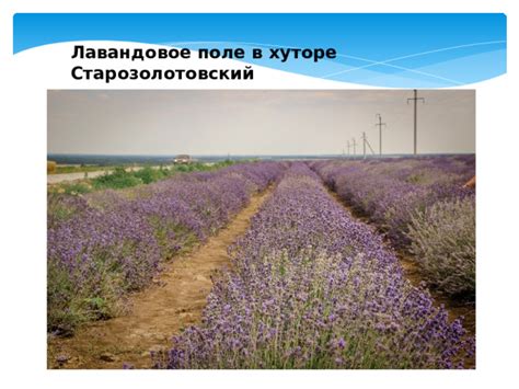 Лавандовое поле в ростовской области хутор старозолотовский