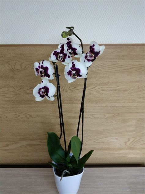 Орхорай интернет магазин орхидей фаленопсис