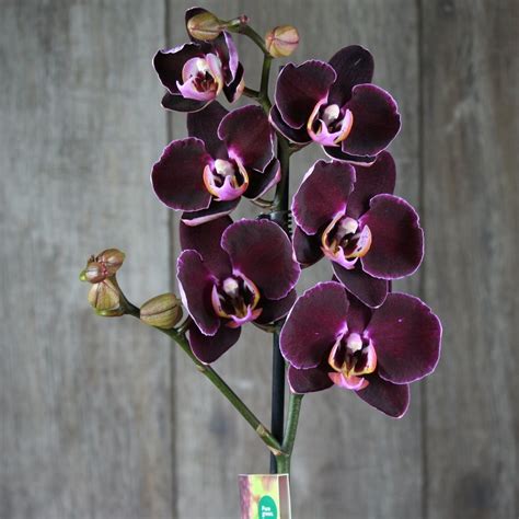 Орхорай интернет магазин орхидей фаленопсис