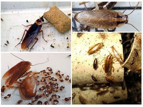 Откуда появляются тараканы в квартире и как с ними бороться