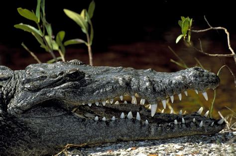 Почему крокодилы не летают