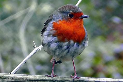 Птица с красным хвостом