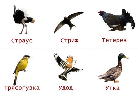 Птицы по алфавиту от а до я с картинками