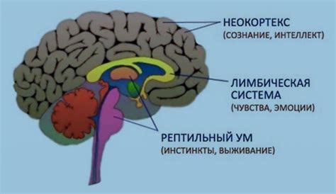 Рептильный мозг человека