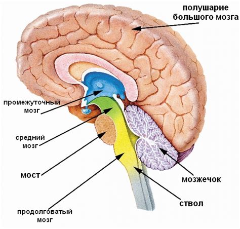 Рептильный мозг человека