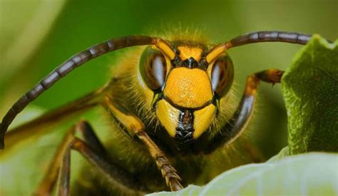 Самая опасная пчела