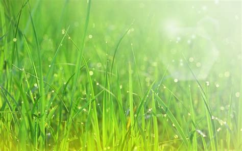 Светло зеленая молодая трава кроссворд