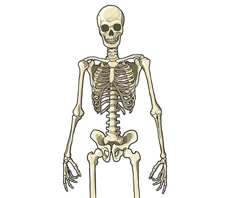 Скелет человек