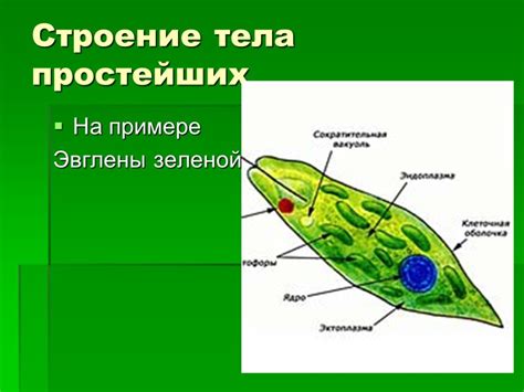 Функцию у зеленой эвглены выполняют органоиды содержащие хлорофилл