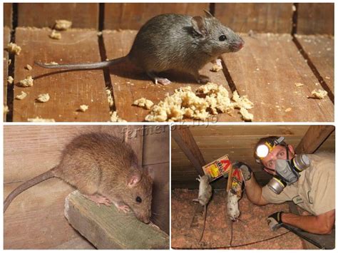 Что едят мышки