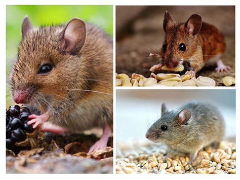 Что едят мышки