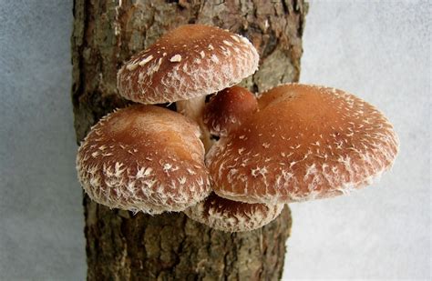 Японский гриб
