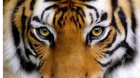 Eye of a tiger