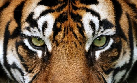 Eye of a tiger