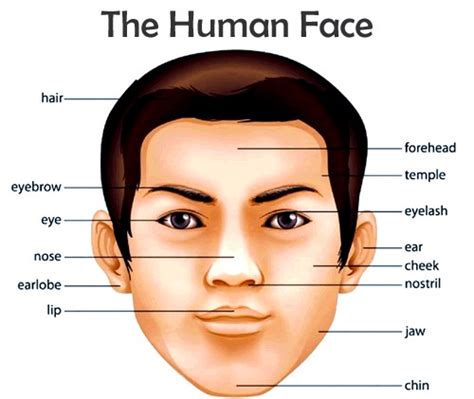 Face body